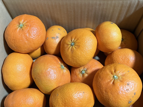 愛媛県限定品種『わけあり甘平』5㎏