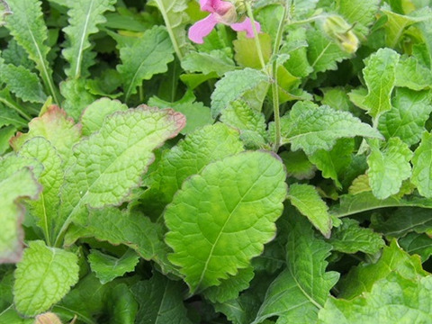 2個セット  レーマニア エラータ イングリッシュガーデン 花苗 多年草 宿根草