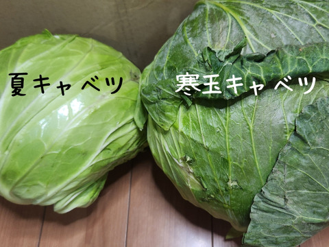 通常キャベツの３倍の重量！しかも甘い‼寒玉キャベツ4玉セット