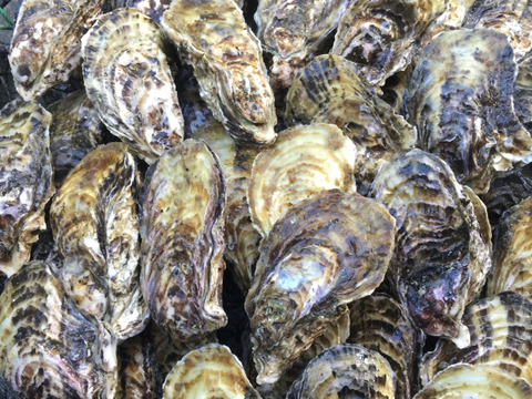 ❄️伊勢志摩的矢湾産 殻付き牡蠣 15個入り 生食用❗️