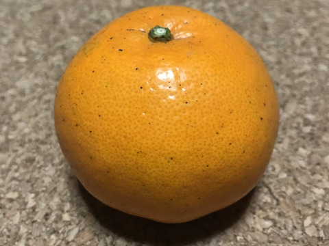 果汁たっぷり！清水の早生みかん(ご家庭用5キロ)