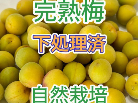 完熟小梅　5/29.30（金土）　産地直送　もぎたて　新鮮　栽培中農薬不使用 栽培期間中農薬不使用 群馬県産 樹上完熟小梅5キロ：群馬県産の