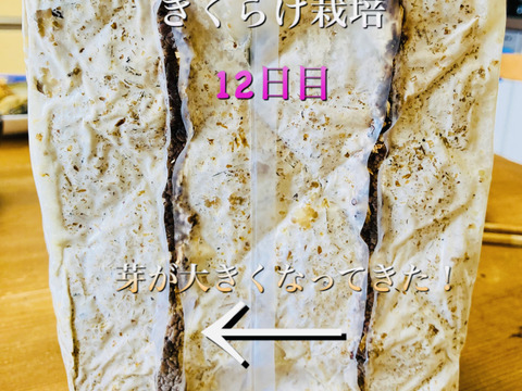 【大人の自由研究】【6月5日までの限定販売】『高知県産きくらげ栽培用の菌床ブロック×2個』簡単な育て方リーフレット付 ※商品到着後1週間以内に切込みを入れ栽培できる方