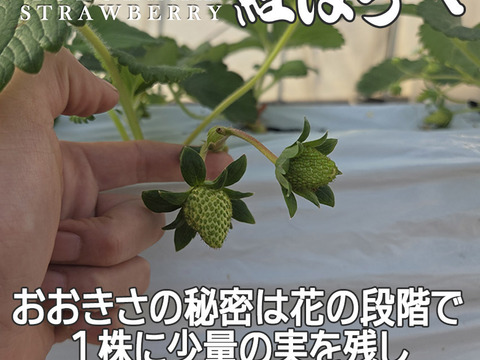 【2026キックオフセール】べにほっぺ30ｇ以上の大粒をたっぷり500g【通常便】