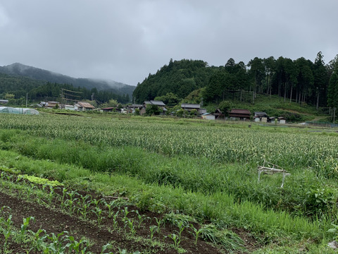 【訳あり】5%オフ　農薬不使用栽培『冷凍ムキホワイト六片』500ｇ×1個【岐阜県郡上市産】