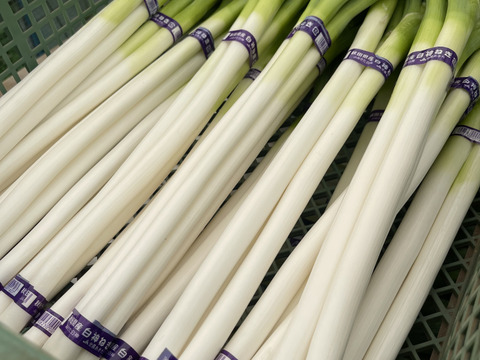【達人のネギ】秋田県能代市産 白神の長ネギ　Lサイズ　5キロ　45本