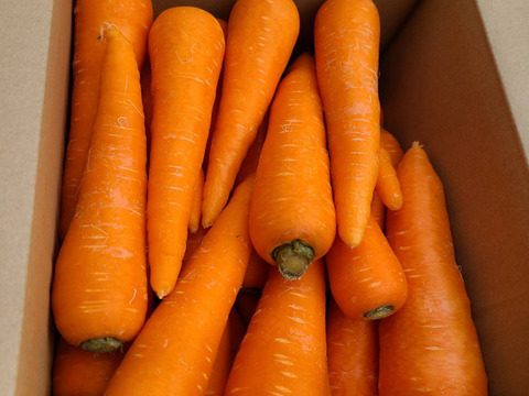 人参　「向陽2号」 4キロ　A品3L～Mバラ入り