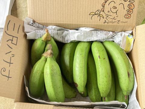 【予約販売開始!!】沖縄産‼︎三尺バナナ1.5kg❗️採れたて！