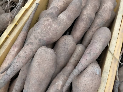 【鳥取県産】とっくり芋 1.5kg前後 山芋 ねばり そば とろろ