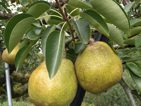 食味審査★優秀賞★ラ・フランス&完熟ふじりんご詰合せ(約3kg)