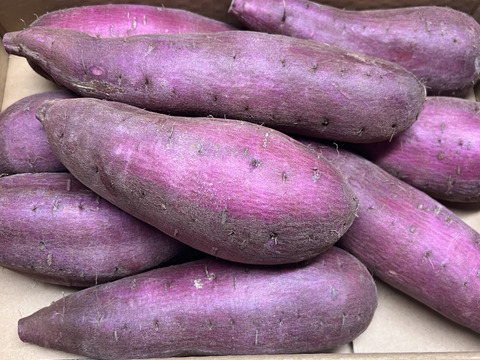 シルクスイート さつまいも 焼き芋 美味しい ビックサイズ 5kg 家庭 美味しい 秋の味覚