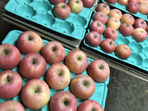 採れたてりんご【家庭用10kg】信州産完熟ふじ🍎