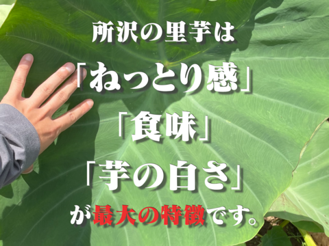 【絶品】所沢特産　至高のとろける土垂里芋(5kg)