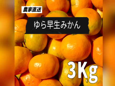 大人気！ゆら早生みかん　(ご家庭用・3kg)