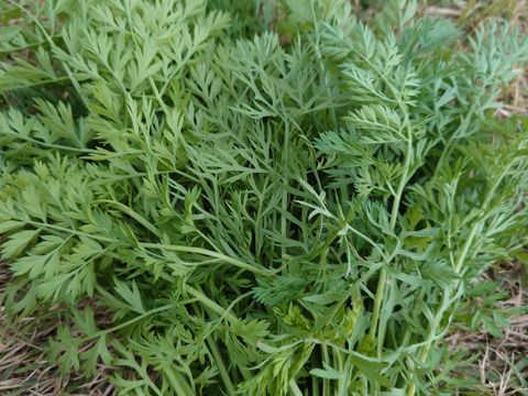 自然栽培　農薬不使用　無肥料　固定種  人参葉 品種 自然農法 にんじん葉つき1キロ60サイズ