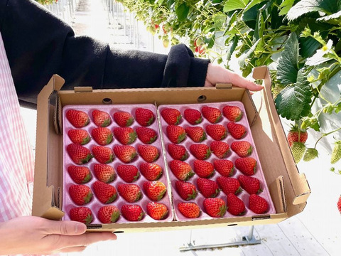【静岡県産いちご】紅ほっぺ（小粒・ケーキ作りに最適！）300g×2パック