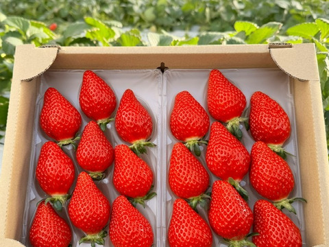 プレミアムいちご 『あまりん』&『べにたま』or『かおりん』食べ比べセット 8粒、9粒、11粒、15粒のいずれか 250g×2パック入り