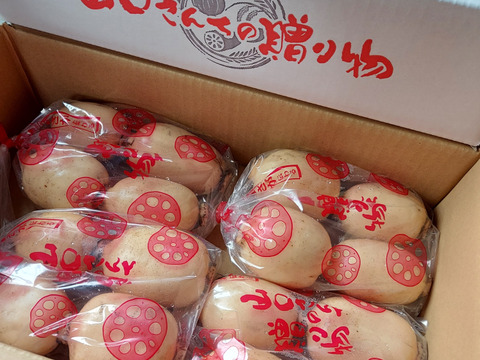 【今が旬】産地白石町のあま〜いシャキシャキ蓮根3kg (500g×6袋)