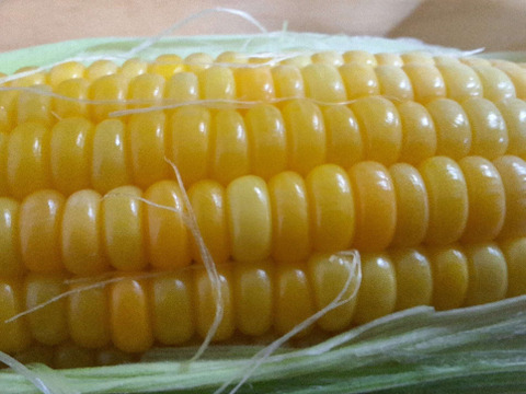 とうもろこし【恵味】10