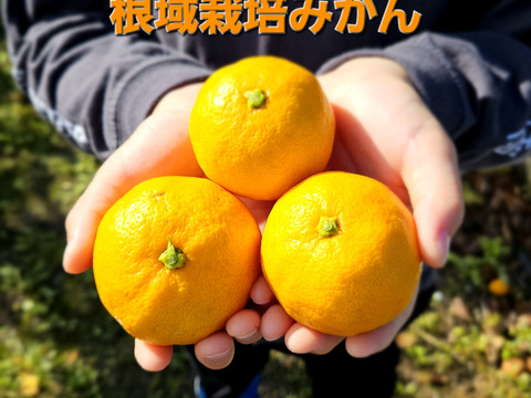 こだまちゃん】平均糖度13度以上の濃縮された早生みかん🍊小玉2S