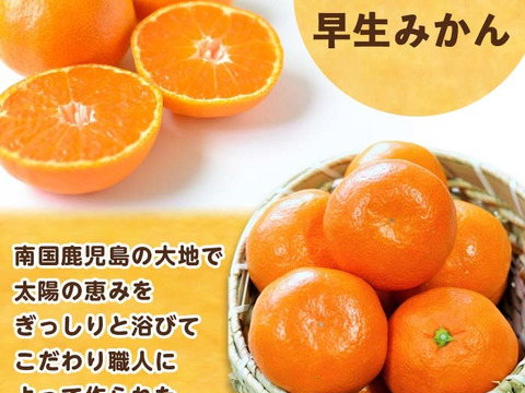 鹿児島みかん（早生系）約5㎏