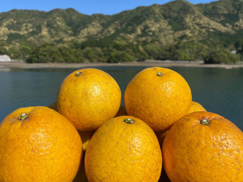 ドライフルーツ（河内晩柑）1パック（10g）×6個　砂糖不使用　河内晩柑は栽培期間中に農薬・化学肥料不使用