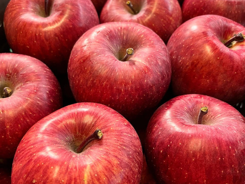 長野県松本産　サンふじ　約５キロ 16〜12玉