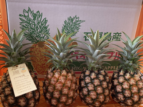 【石垣島直送】桃のように香る ピーチパイン 2.5kg（3〜4玉）｜前花パイン農園　（沖縄県石垣島産パイナップル）