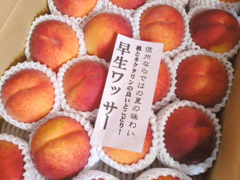 ワッサー　大家族様向き　　信州ならではの桃　訳あり　ご家庭専用コース　4.5キロ　予約受付中　8月上旬収獲・発送