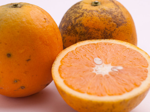 バレンシアオレンジ2.5kg［わけあり・和歌山県産〕※北海道沖縄配送不可