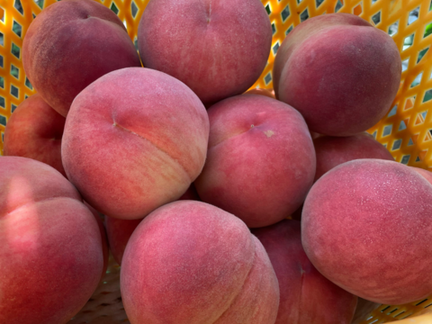 【贈答用】大人気品種「あかつき」2㎏（5～8玉）