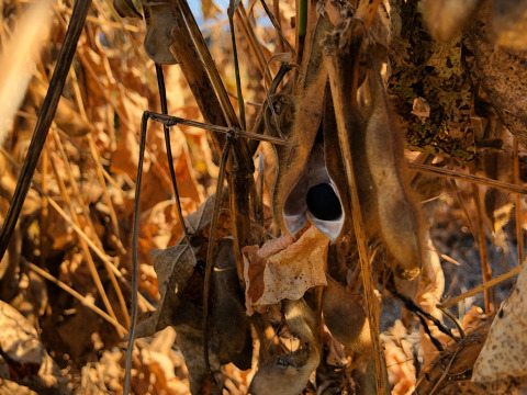 【令和7年産】自然栽培「丹波種黒大豆」200グラム（静岡県産）
