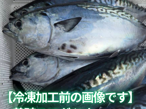新星！養殖スマ(媛スマ)冷凍皮付ロイン(400g以上) 2パック/箱