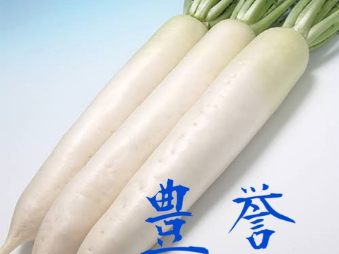 大野ヶ原大根‼️葉付き白大根(収穫前の成長中)1kg