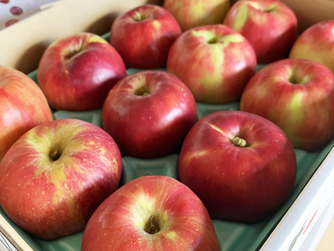 【ご予約受付中】🍎紅玉🍎たっぷり10kg すっぱいりんご❗低農薬で皮ごと安心✨キズなし良品🎁 予約 旬 人気 お菓子作りにも最適🍴特別栽培認証