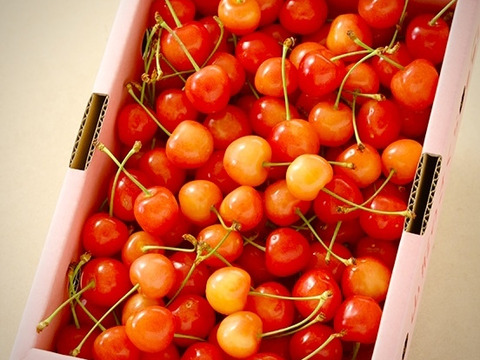 【 さくらんぼ:日本に渡り150年の歴史、愛される高砂 】山形県天童産  500g パック詰め 【 果肉がジューシー 】【 お試し商品 】 父の日ギフト 御中元