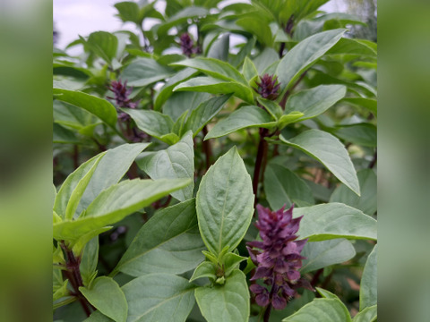 タイバジル　100g