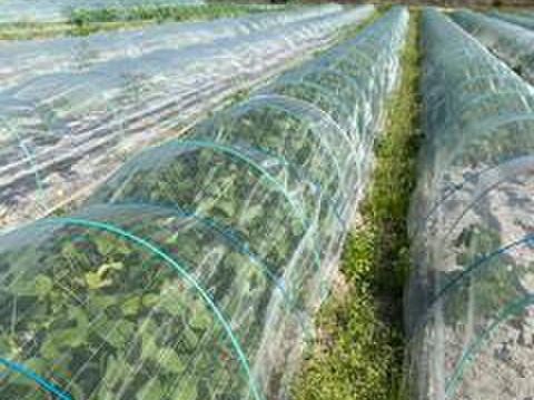 ”畑から採りたて発送”とうもろこし5本＆枝豆3袋（便利なレンチン袋）セット　本州の方限定