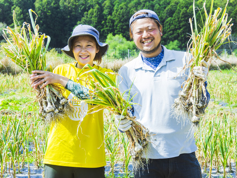 農薬不使用・化学肥料不使用のにんにく1kg！熊野の山々に囲まれ、清流古座川に育まれた土地で作る野菜