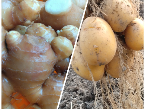 【おすすめセット】新じゃが１.５kg・生姜300g