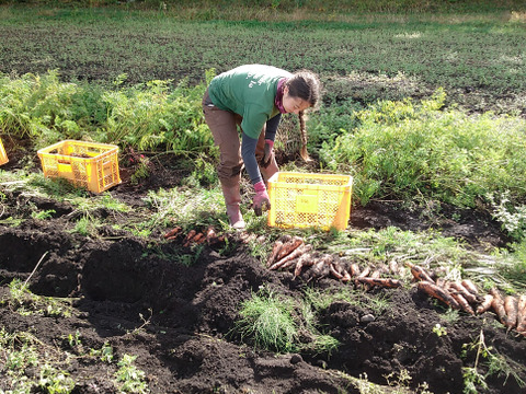 クセがなく、爽やかで飲みやすい!　八ヶ岳のにんじんジュース  180㎖✕６本
