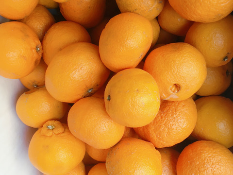 みかんがミシミシ詰まって濃い味【お得意様限定】不知火(しらぬい)　家庭用１．5キロ段々畑育ち複数購入、一緒にカートに入らなくても同梱問い合わせどうぞ