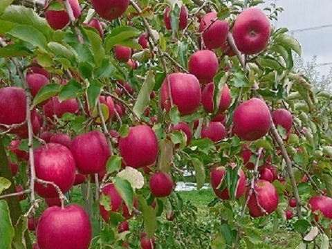 🍎幸運を呼ぶ縁起物りんご🍎毎年即完売！市場にほぼ出回らない『贈答ことぶき林檎』限定20個リンゴ