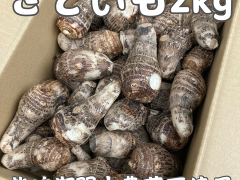 とれたて里芋2kg【栽培期間中農薬不使用】