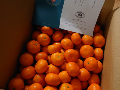 愛媛みかんの老舗厳選【小玉】『濃厚な旨みがギュッと凝縮』みかん 10kg 愛媛県川上産【冬ギフト】【福袋】