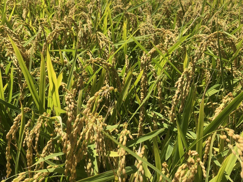 新米5キロと採りたて野菜5品セット（本州の方限定）