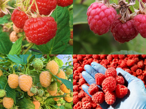 4品種食べ比べ！北海道十勝産冷凍ラズベリー（赤3種/黄　各500gずつ）［計2kg］