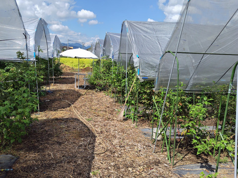 長野県産真空パック入り冷凍ラズベリー2㎏