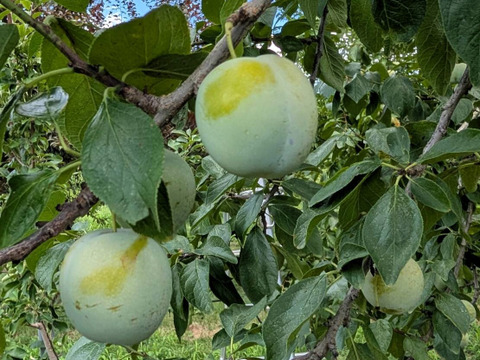 みどりの西洋プラム グリーンゲージ (1kg)