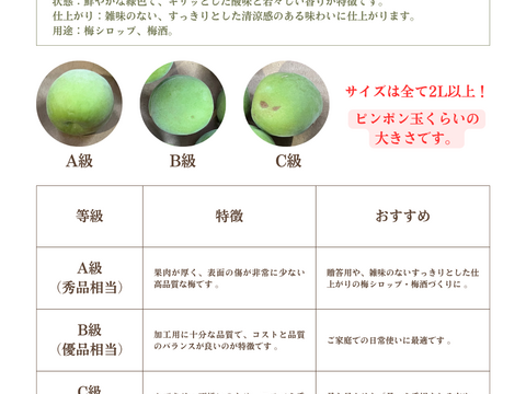【予約販売】芳醇な甘い香りが広がる南高梅（完熟梅）｜梅シロップ・梅酒・梅干しにおすすめ｜2Lサイズ以上｜良品相当（C級）5kg｜やまと農園（和歌山県みなべ町）